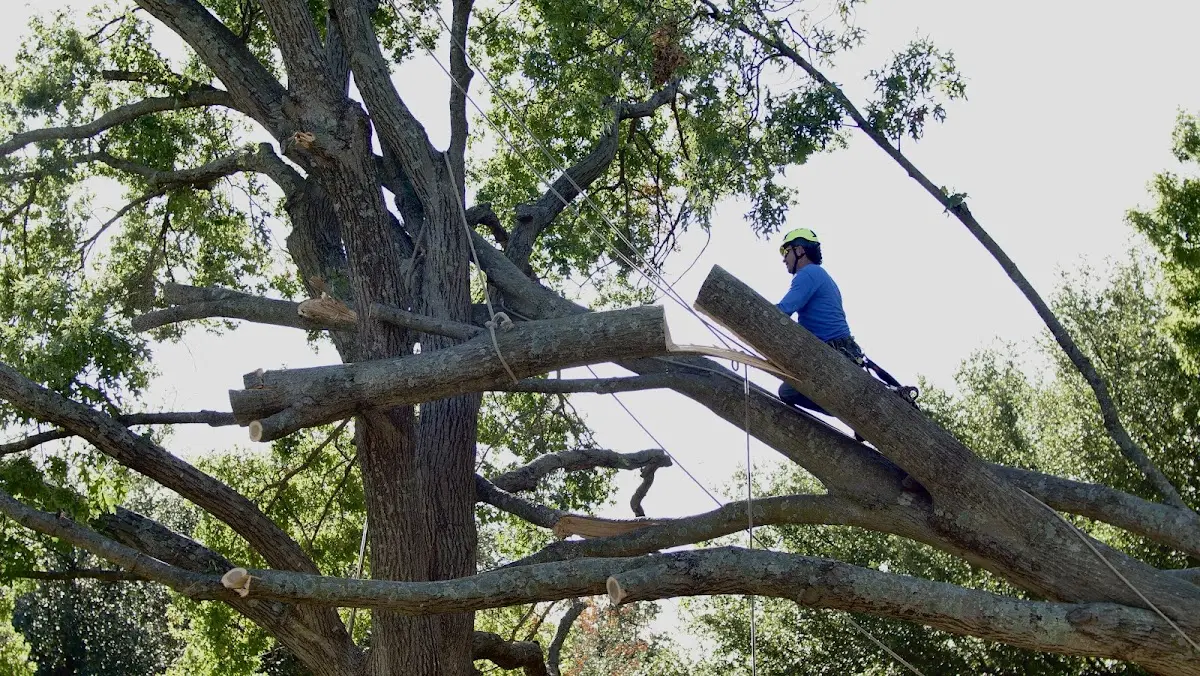 Professional Hazardous Tree Removal performed by certified arborists in Jud