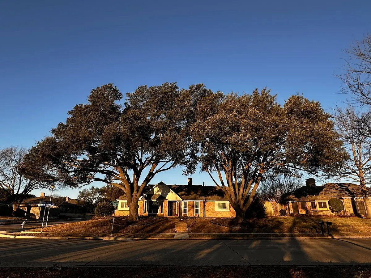 Established residential canopy tree shading a home in Jud